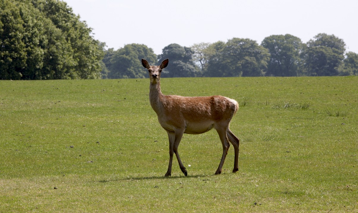 Tatton Park