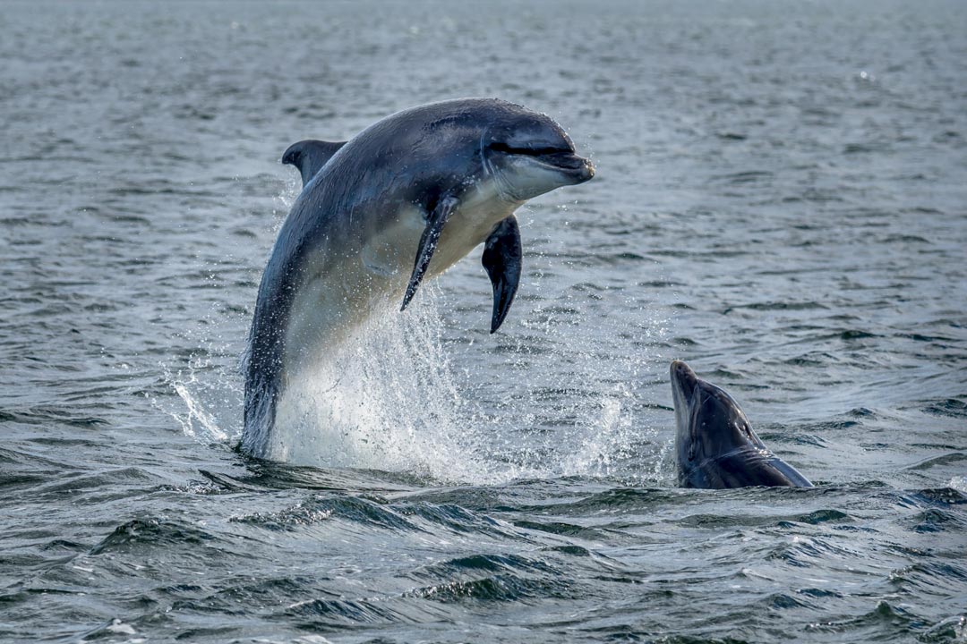 Moray Firth Dolphins